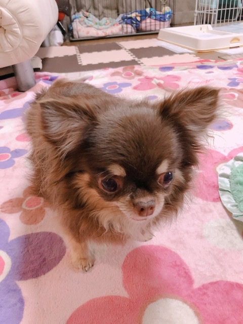 アンジュ