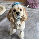Bon