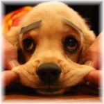 ニコラ